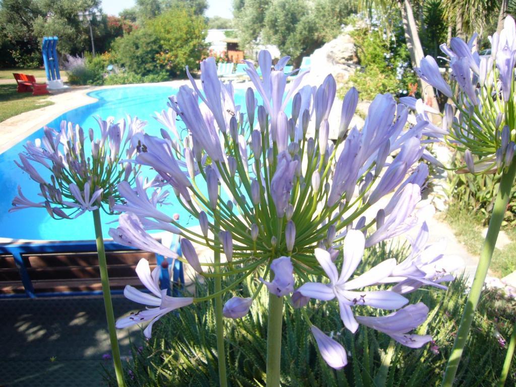Vacanze Paradiso - Oasi Di Tranquillita Con Piscina E Giardino A 10 Min Dal Mare 3*